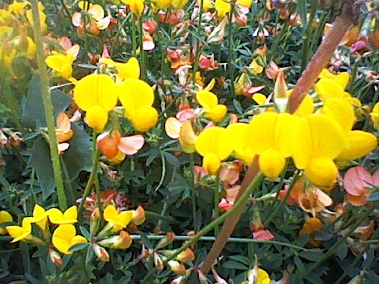 Screenshot 2024-09-28 at 9.45.03 AM